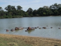 Wildlife-Safari-002
