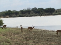 Wildlife-Safari-003