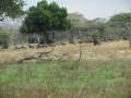 Wildlife-Safari-004
