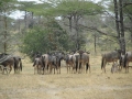 Wildlife-Safari-005