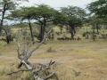 Wildlife-Safari-006