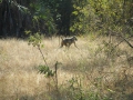 Wildlife-Safari-009