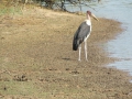 Wildlife-Safari-011
