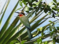 Wildlife-Safari-012
