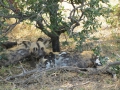 Wildlife-Safari-013
