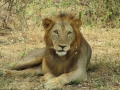 Wildlife-Safari-016