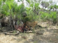 Wildlife-Safari-019
